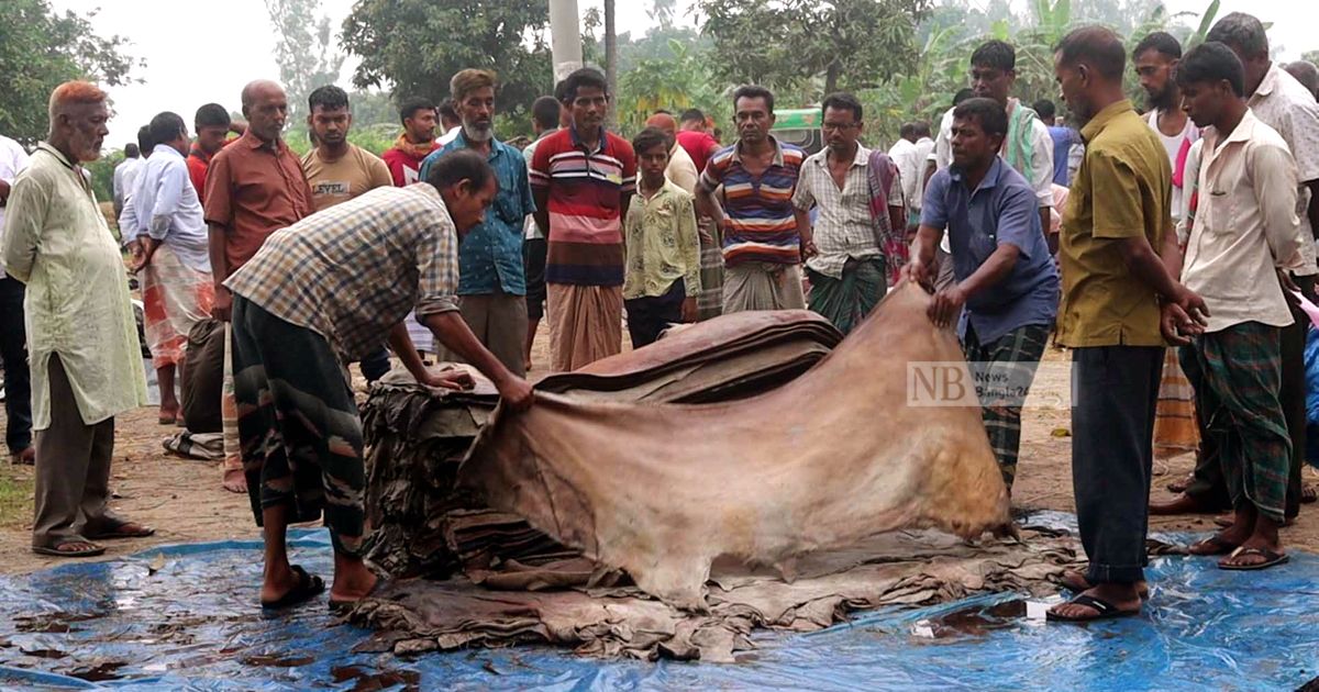 নওগাঁয় লোকসানে মৌসুমী চামড়া ব্যবসায়ীরা