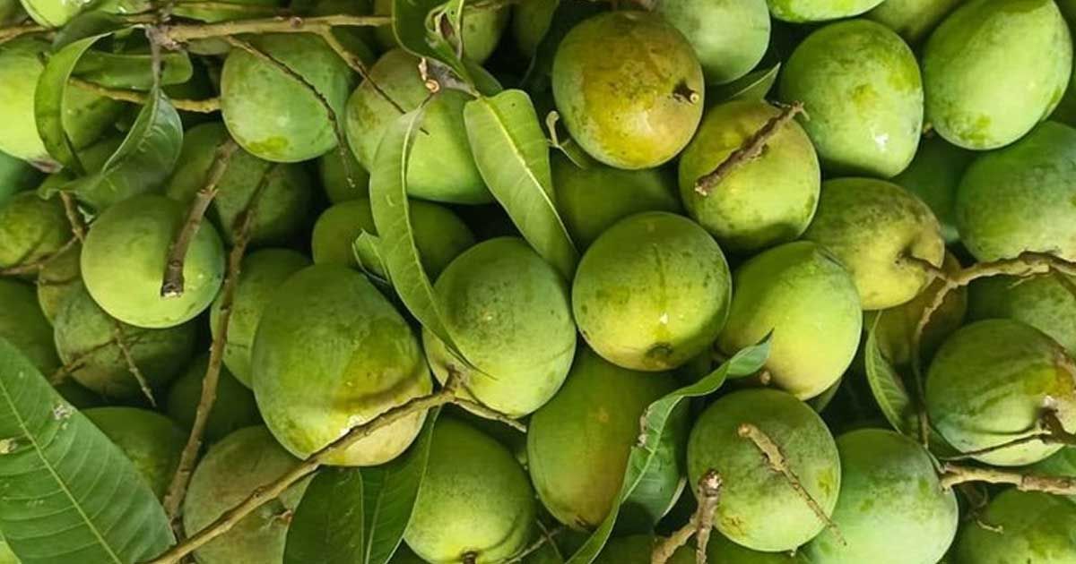 হাঁড়িভাঙ্গা আম সংরক্ষণে মিঠাপুকুরে হবে বিশেষায়িত হিমাগার 