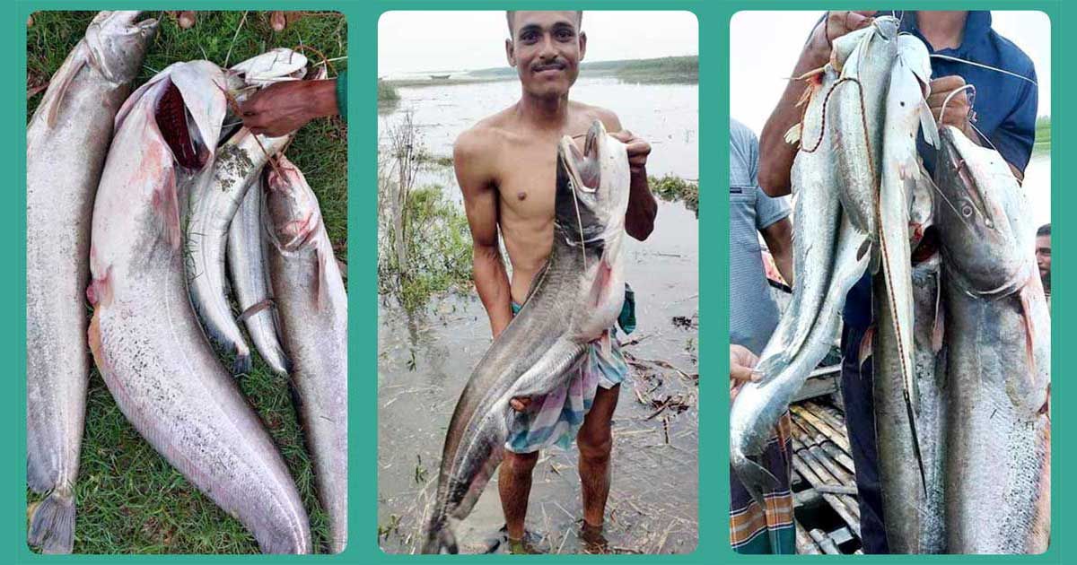 নতুন-পানিতে-ডিম-ছাড়তে-এসে-বিপাকে-যমুনার-মা-বোয়ালরা
