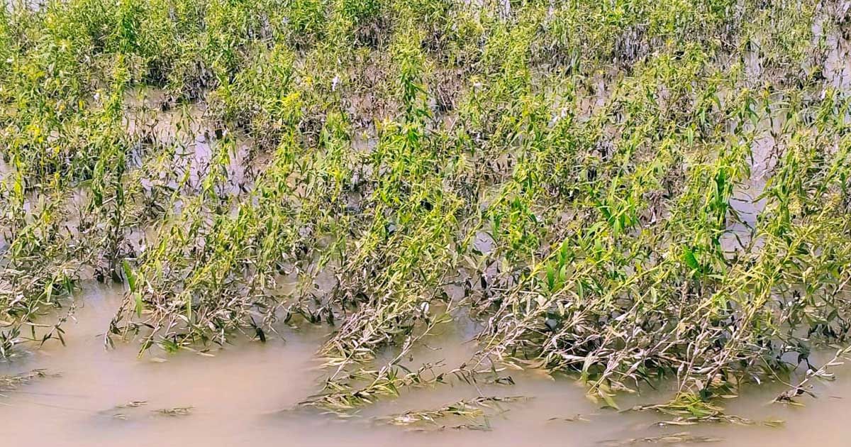 বন্যায়-ফসল-নিয়ে-দুশ্চিন্তায়-যমুনা-পাড়ের-কৃষকরা