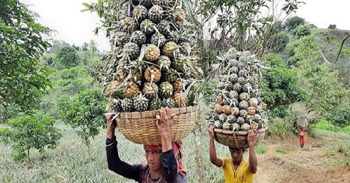 পাহাড়ের ভাঁজে আনারসের শোভা