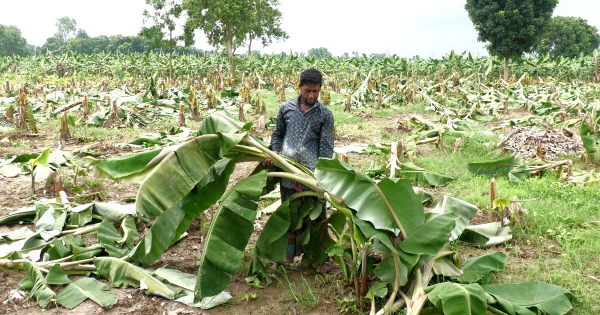 শৈলকূপায় দ্বন্দ্বের বলি ২৫ কৃষকের ১০ হাজার কলাগাছ