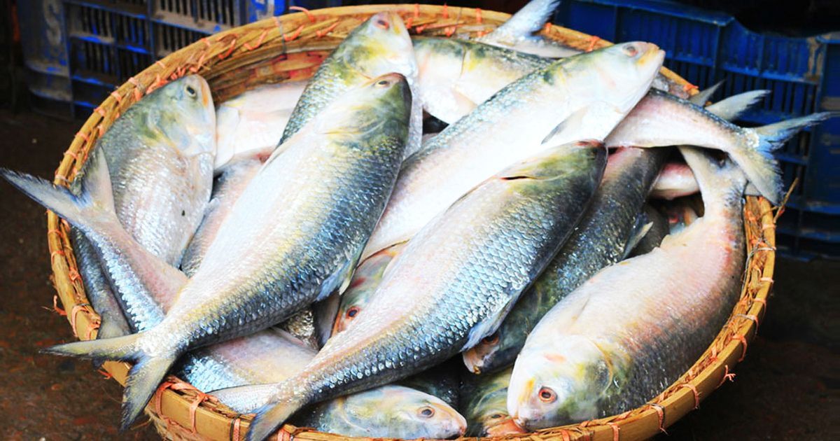 ইলিশ-রপ্তানি-বন্ধ-ভারতে-বাড়ছে-দাম