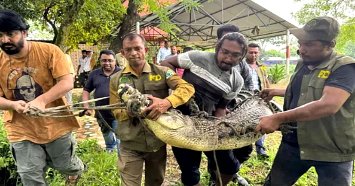 গাজীপুরে রিসোর্ট থেকে কুমির উদ্ধার