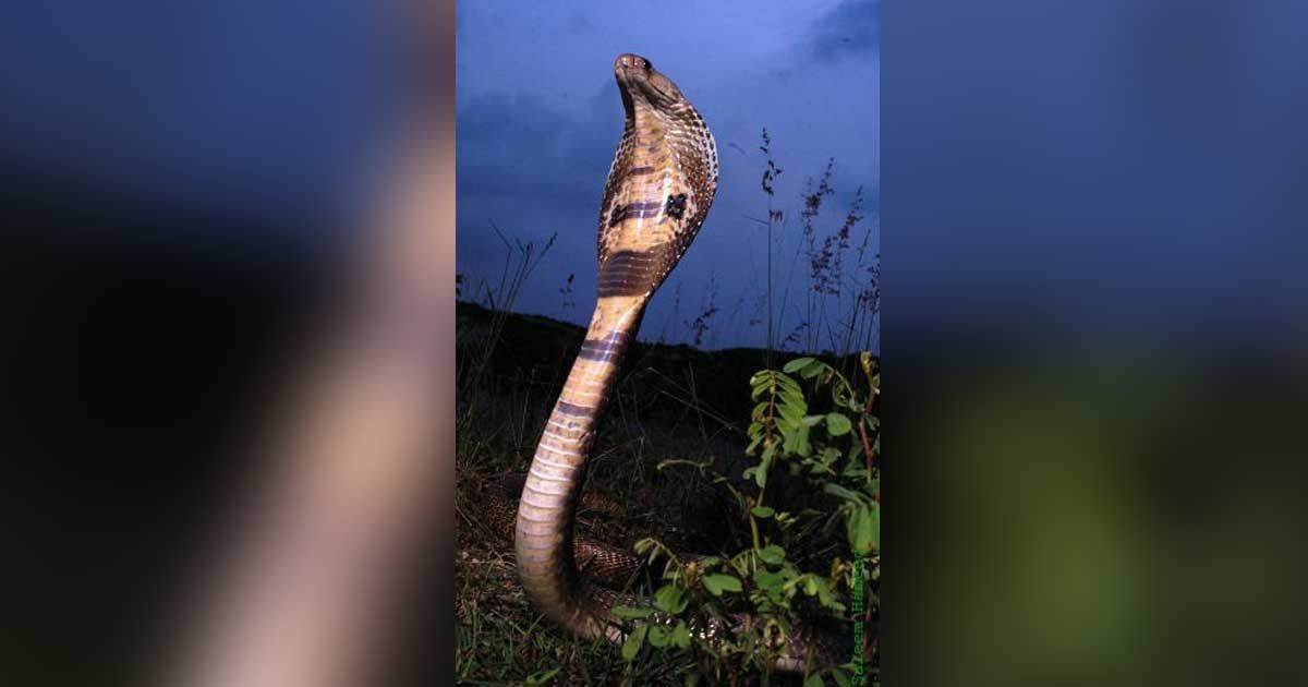 সাপের ছোবলে প্রাণ গেল দুই স্কুল শিক্ষার্থীর