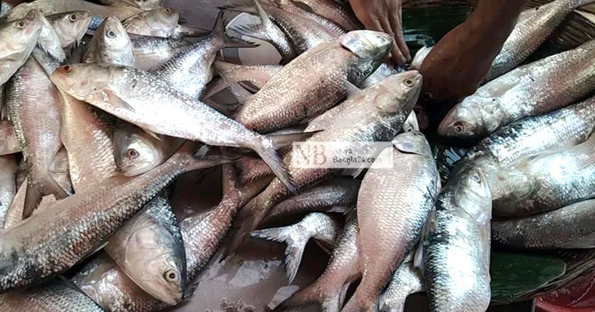ইলিশ চেয়ে ভারতের ব্যবসায়ীদের চিঠি