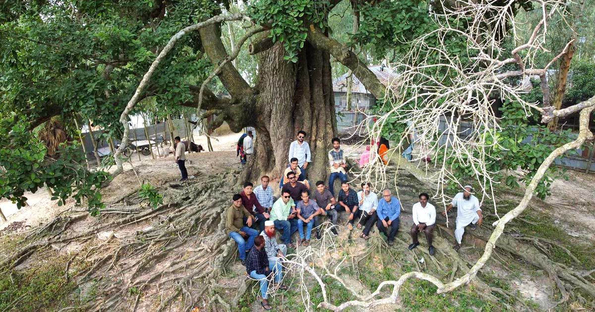 ঝড়ে ভেঙে পড়ল সেই অচিন বৃক্ষ