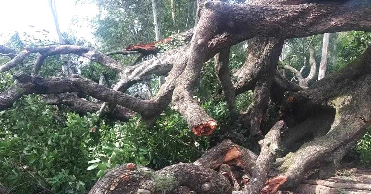 ঝড়ে ভেঙে পড়ল সেই অচিন বৃক্ষ