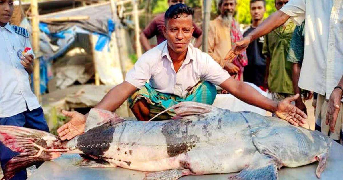 যমুনায় ধরা পড়ল ৩৯ কেজির বাঘাইড়