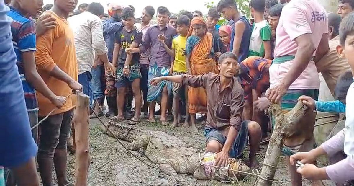 লক্ষ্মীপুরে বাড়িতে কুমিরের হানা