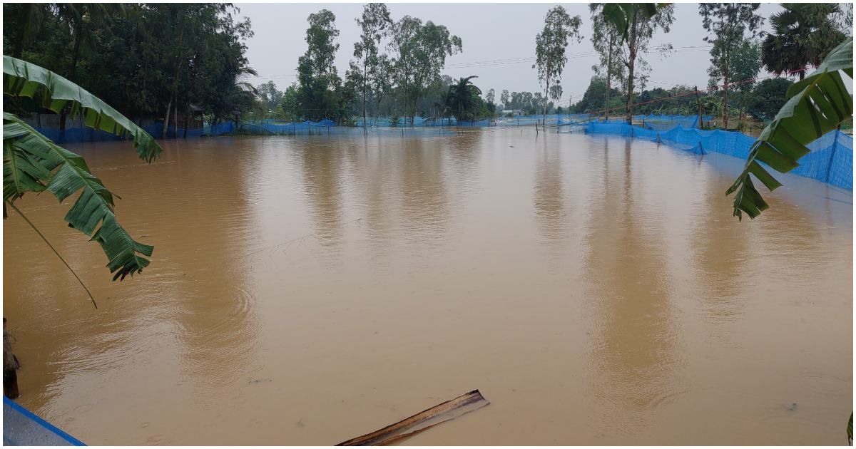 বন্যা: শেরপুরে ভেসে গেছে ৭১ কোটি টাকার মাছ