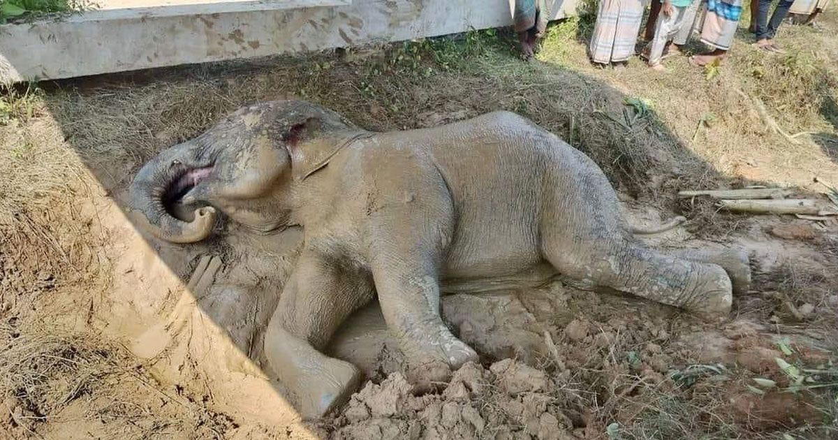 ট্রেনের ধাক্কায় আহত হাতিটি বাঁচানো গেল না