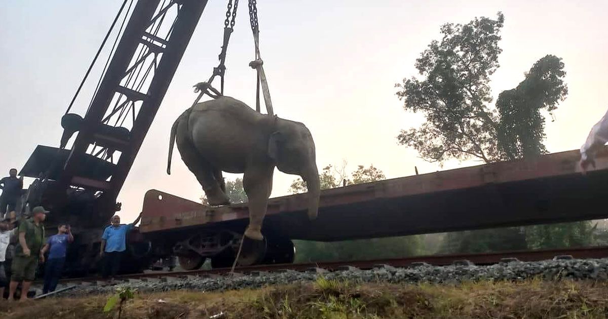 ট্রেনের ধাক্কায় আহত হাতিটি বাঁচানো গেল না