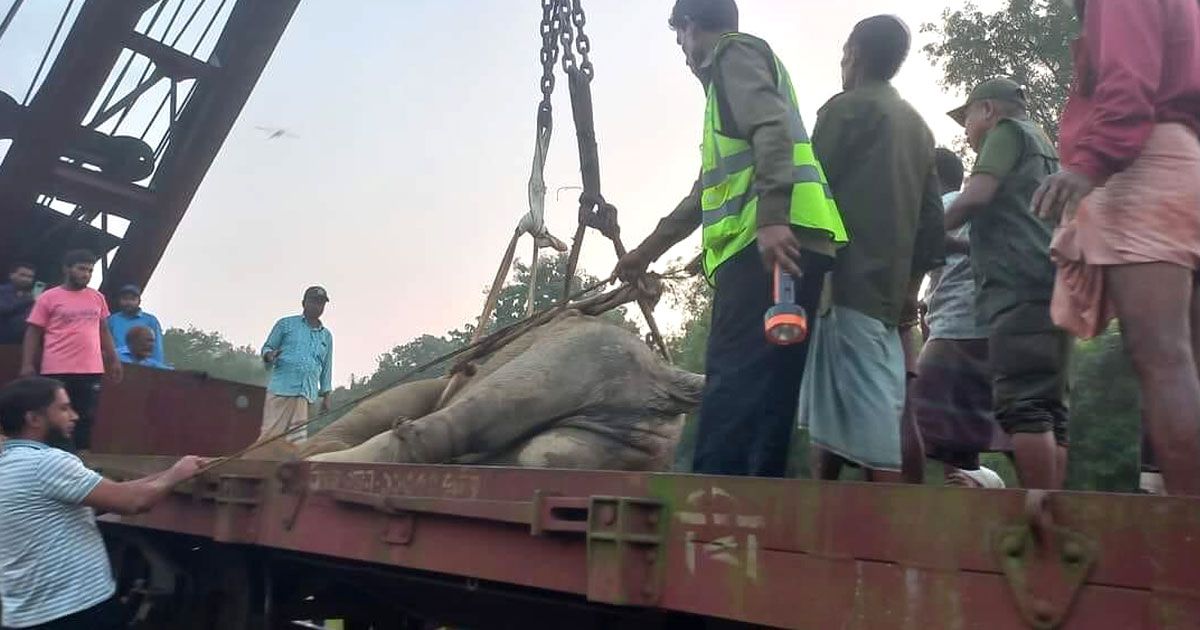 ট্রেনের ধাক্কায় আহত হাতিটি বাঁচানো গেল না