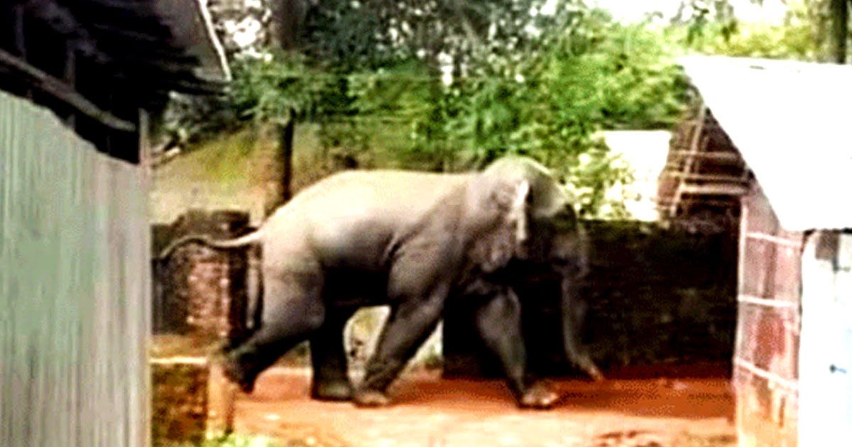 হাতির আক্রমণে নারীর মৃত্যু