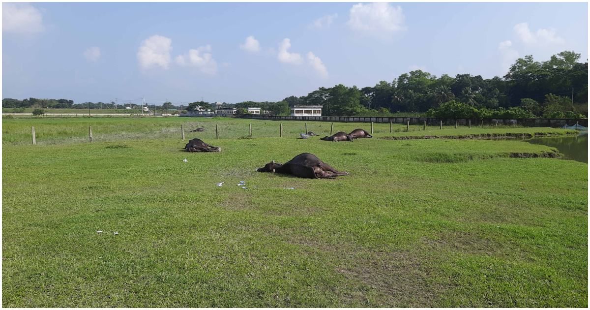 প্রজনন-খামারে-১৮-মহিষের-রহস্যজনক-মৃত্যু