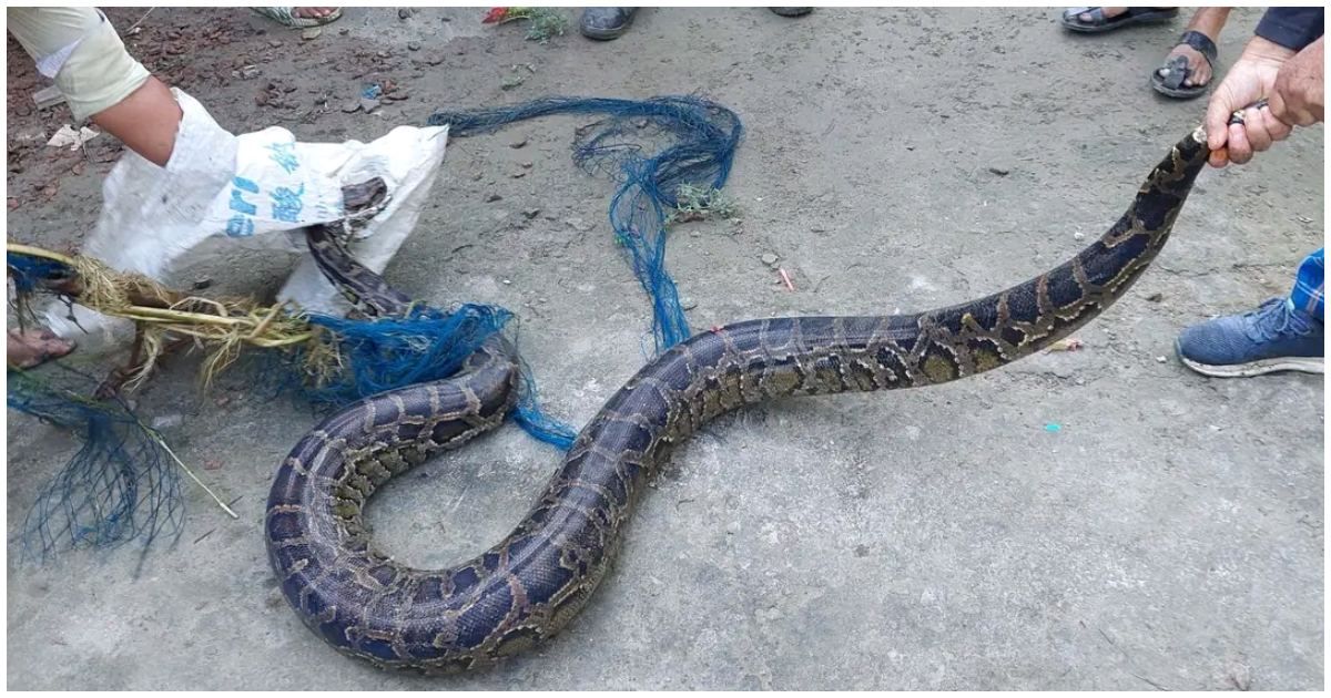 কৃষকের জালে ৯ ফুট লম্বা অজগর 