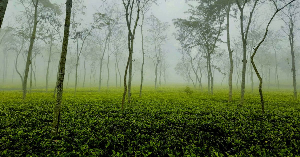 দুদিন-থেকে-দেশের-সর্বনিম্ন-তাপমাত্রা-শ্রীমঙ্গলে