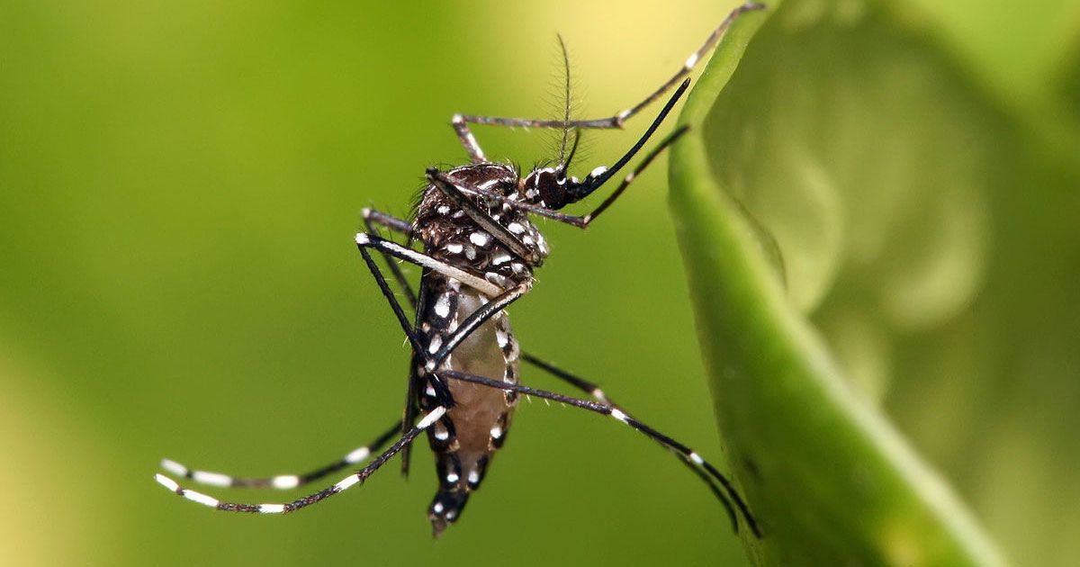 ডেঙ্গুতে-দেশে-আরও-১০-জনের-মৃত্যু-হাসপাতালে-৯৯০