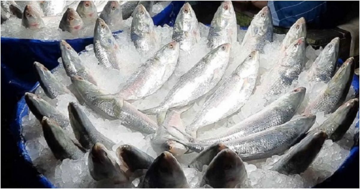 ইলিশের দাম চড়া