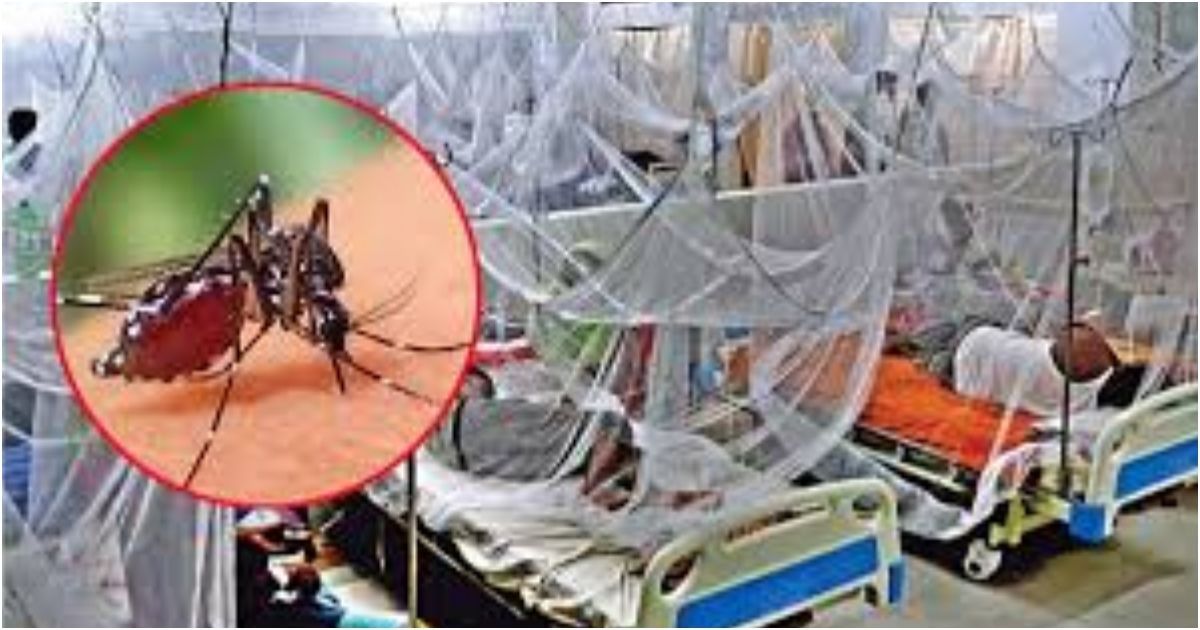 দেশে ডেঙ্গুতে আক্রান্ত হয়ে ৩১ জন হাসপাতালে ভর্তি
