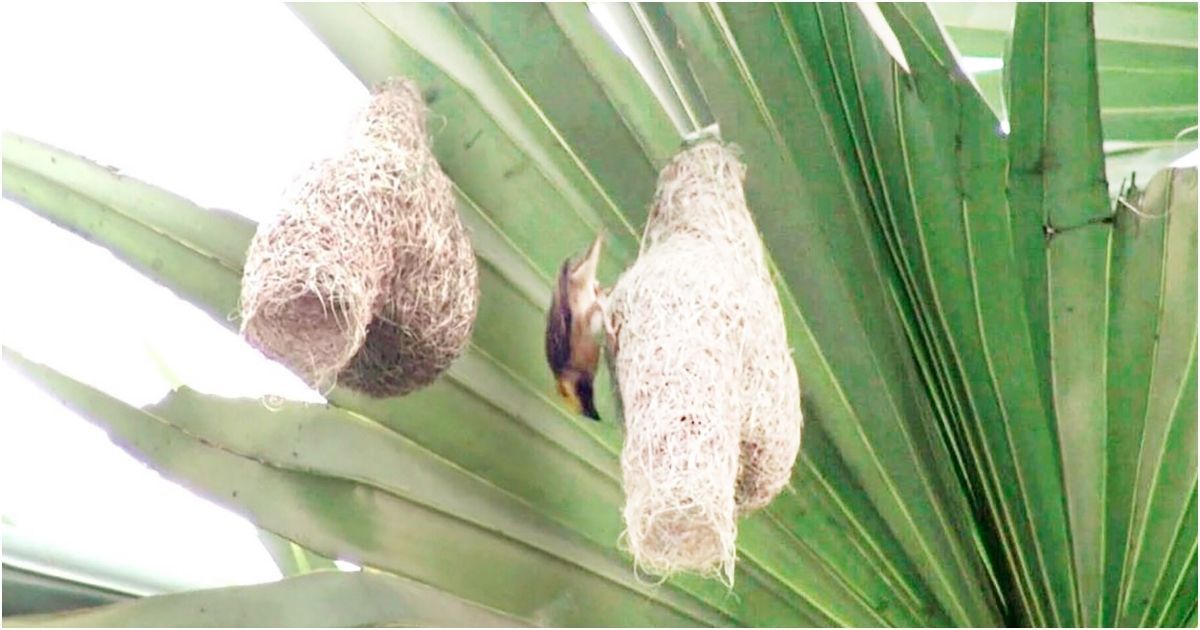 নিজের ঘর সাজাতে জুড়ি নেই বাবুই পাখির