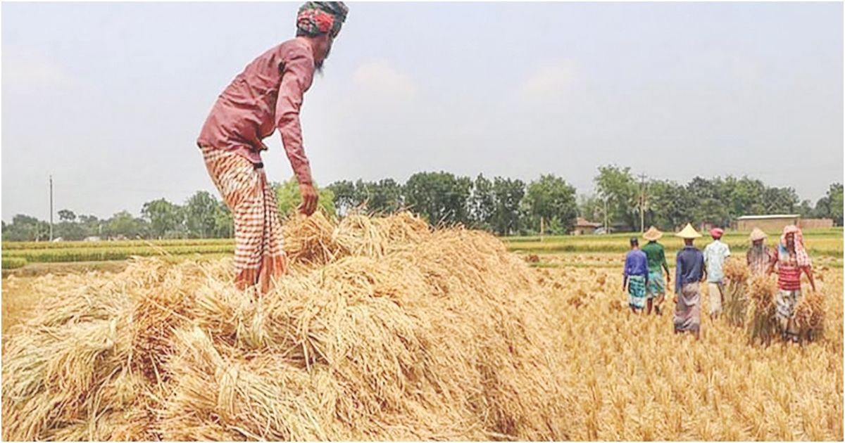 রাজশাহীর বোরো চাষিদের মুখে হাসি