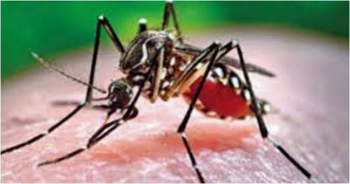 Dengue-in-24-hours-in-the-country