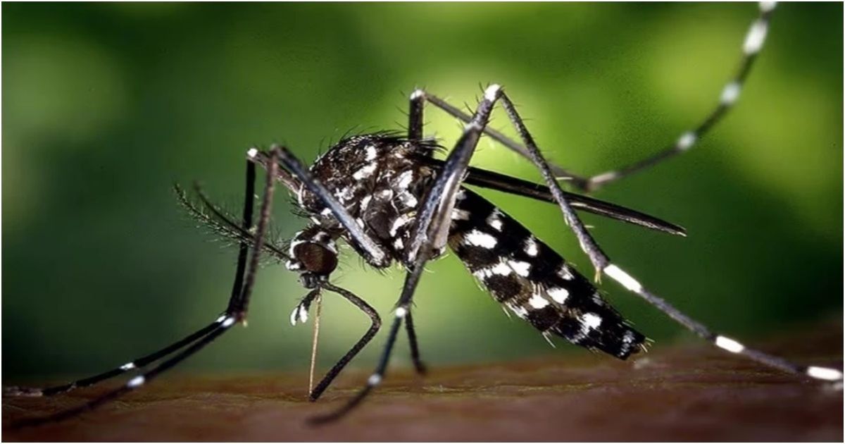 ২৪ ঘণ্টায় ডেঙ্গুতে মৃত্যু ১, হাসপাতালে ১০১