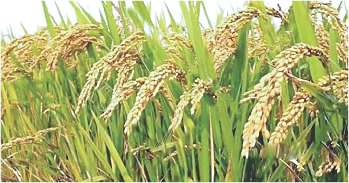 রাসায়নিক-ও-কীটনাশকমুক্ত-ধান-উৎপাদনে-সফলতা
