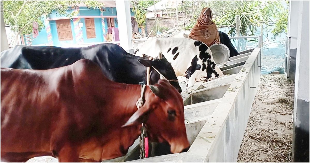 লালপুরে-৩১৫-কোটি-টাকার-কোরবানির-পশু-বিক্রির-আশা