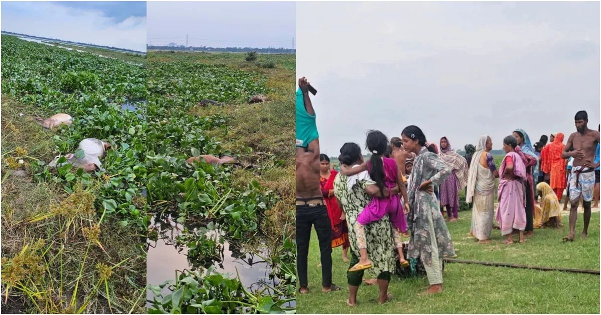 Hundreds-of-cows-were-recovered-in-tidal-water-in-Munshiganj