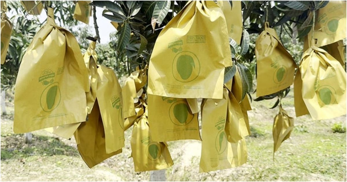 Fruit-Bagging-Mango-cultivation-is-expected-to-trade-Tk-1000-crore