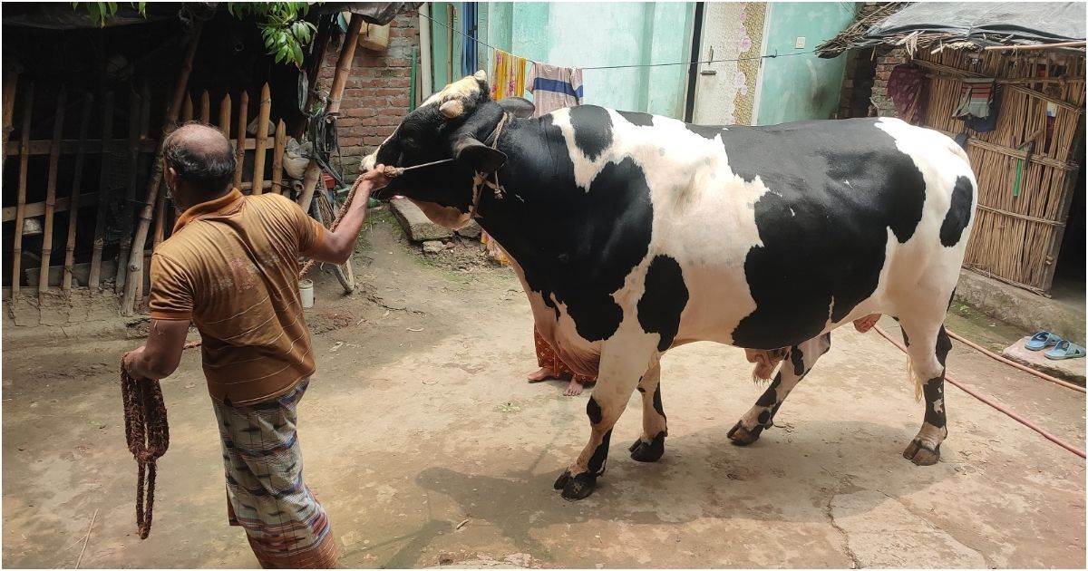 Meherpur-khameris-are-in-doubt-about-getting-big-beef-prices 