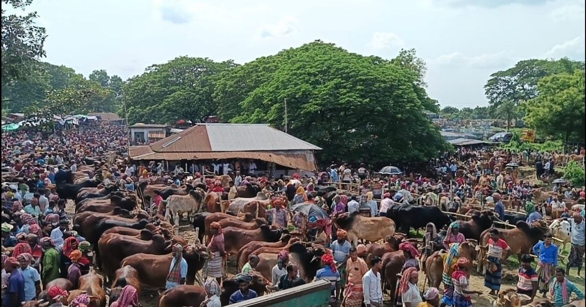 Chuadanga-has-been-frozen-in-Pashurhat-Desi-Medium-Size-Cows-are-high-in-demand 