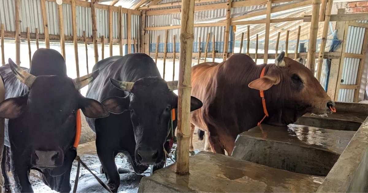 Omarah-is-free-when-three-bulls-buy-together