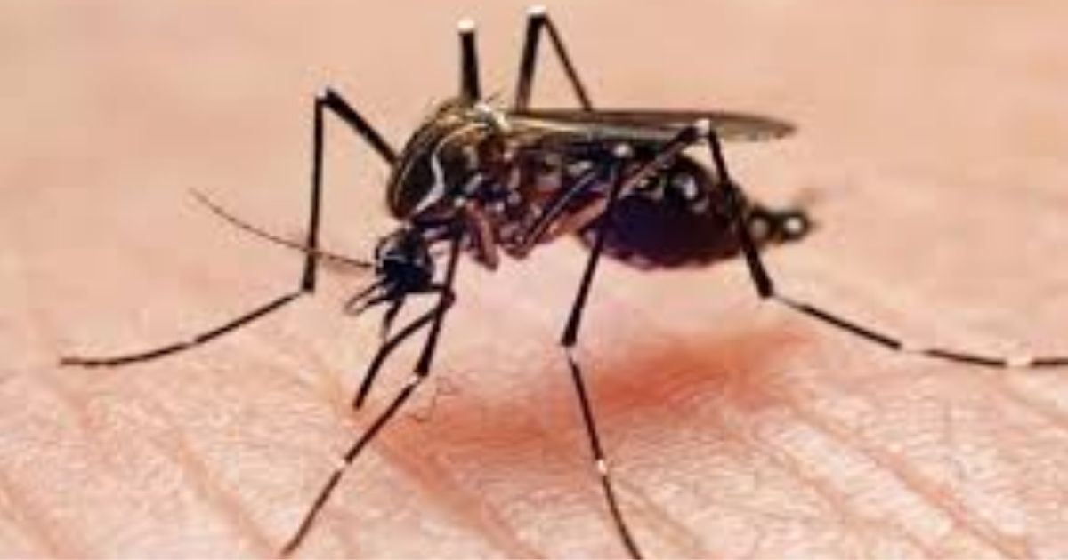 Dengue-is-not-22-infected-deaths