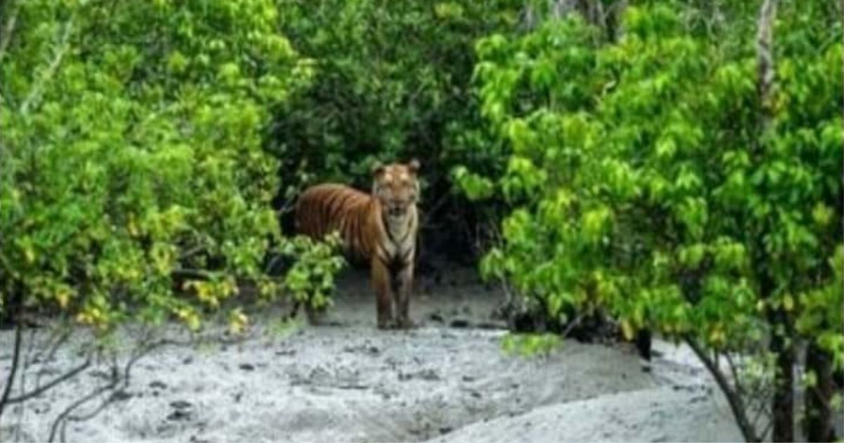 The-Sundarbans-will-be-surrounded-by-nets-to-prevent-tigers-in-the-locality
