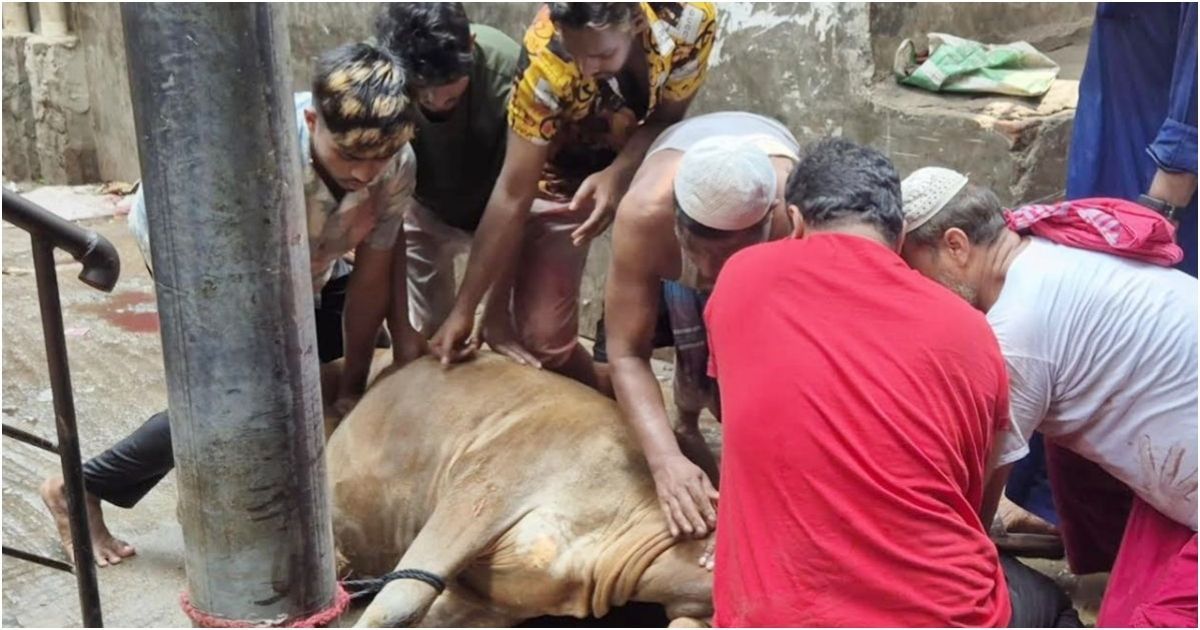 Animal-sacrifice-on-the-second-day-of-Eid-in-the-capital