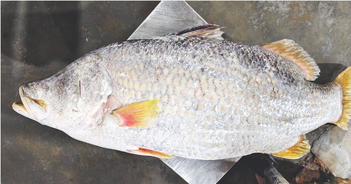 Coral-of-20-kg-was-caught-in-a-jail-net