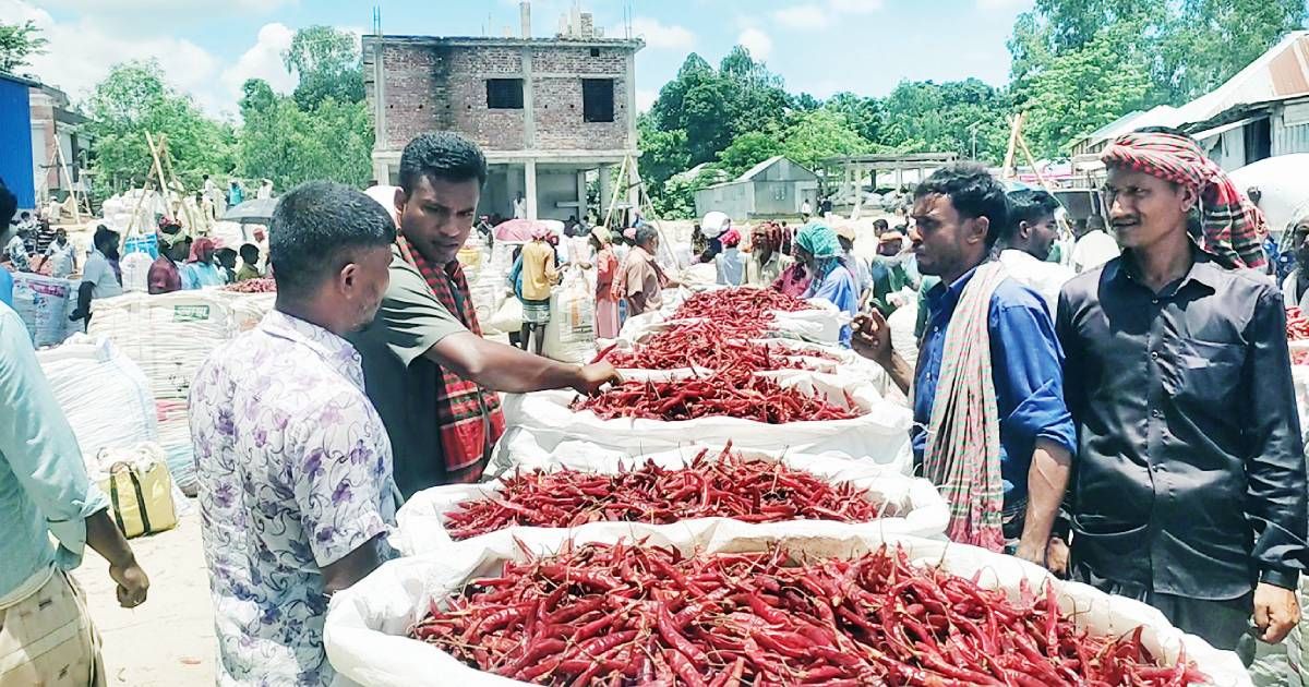 Gaibandhas-crores-of-chilli-huts-do-not-have-their-own-address