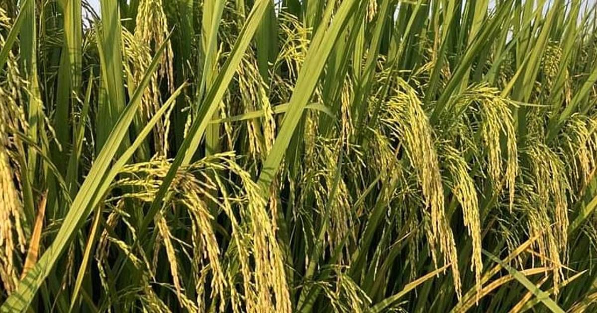 Bri-has-invented-three-new-varieties-of-rice