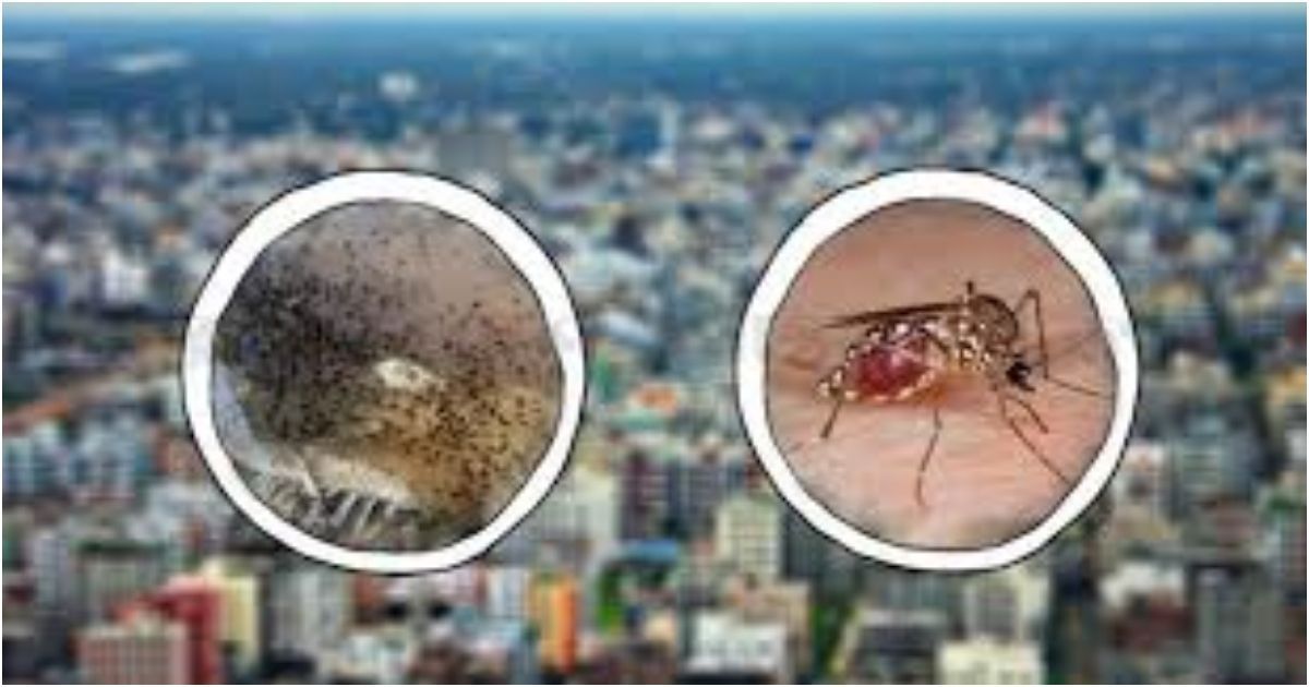 AIDS-larvae-in-about-5-percent-of-the-capital-building