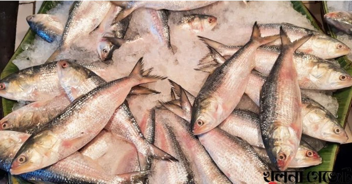 Hilsa