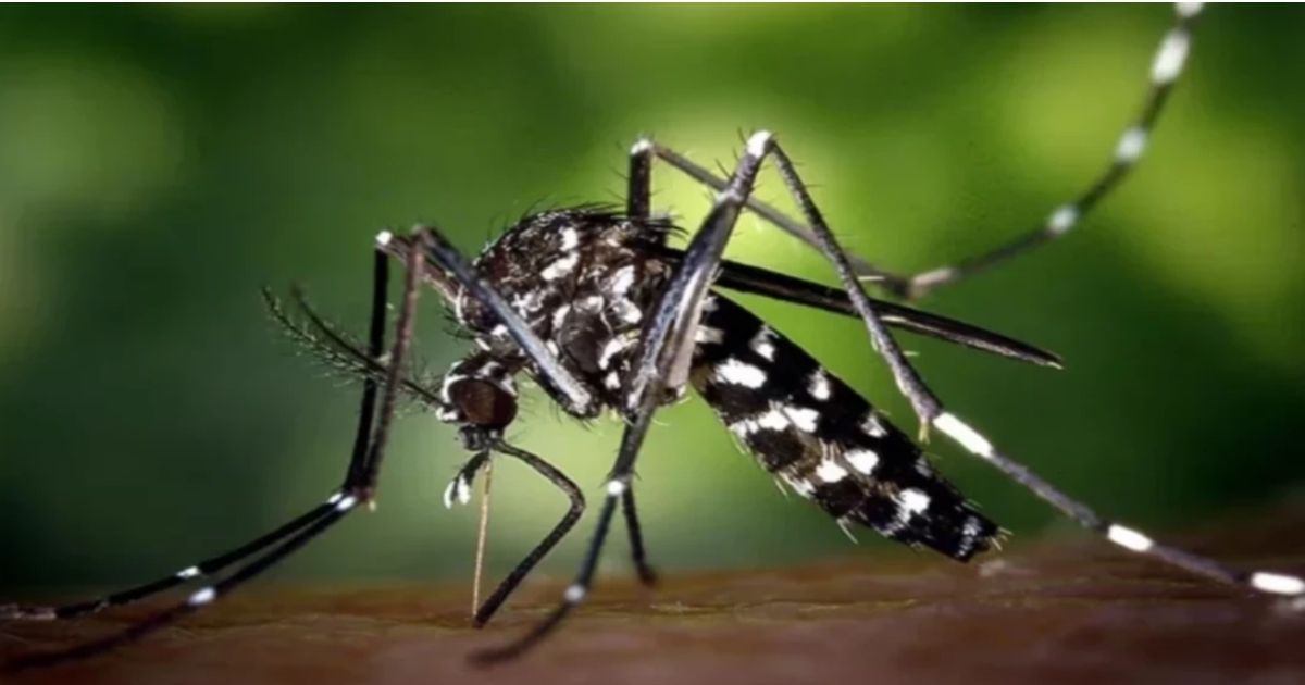 ডেঙ্গুতে আরও একজনের মৃত্যু, আক্রান্ত ৩৫২