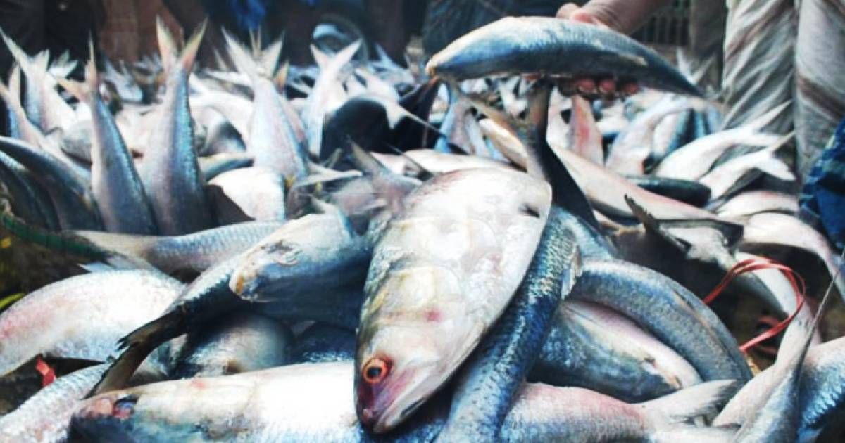 Every-day-two-hundred-to-three-hundred-gems-of-hilsa-are-coming