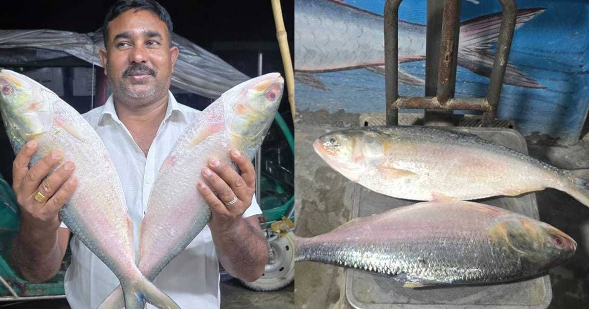 Padmas-three-hilsa-sold-for-20-thousand 