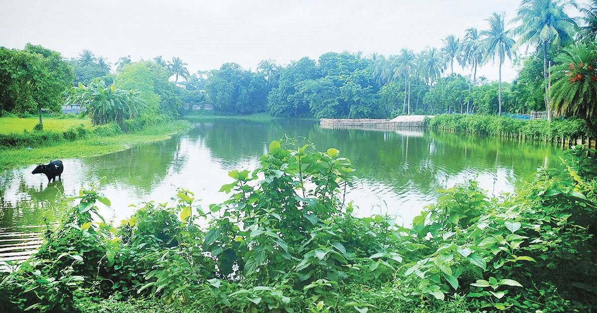 Biodiversity-in-Kushtia-is-lost-in-Kushtia