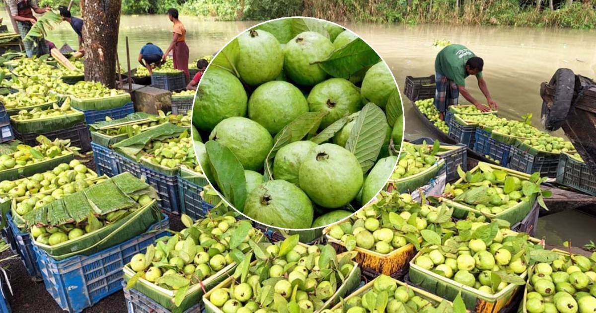 This-time-the-yield-has-decreased-Jhalakathi-guava