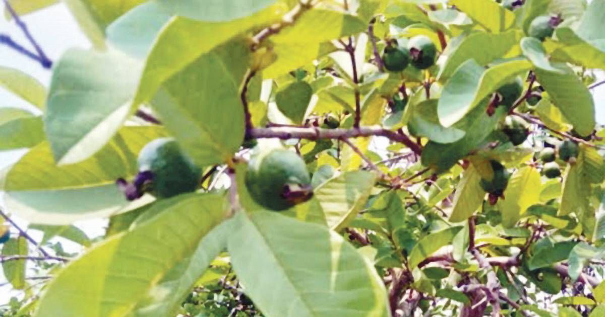 This-time-the-yield-has-decreased-Jhalakathi-guava